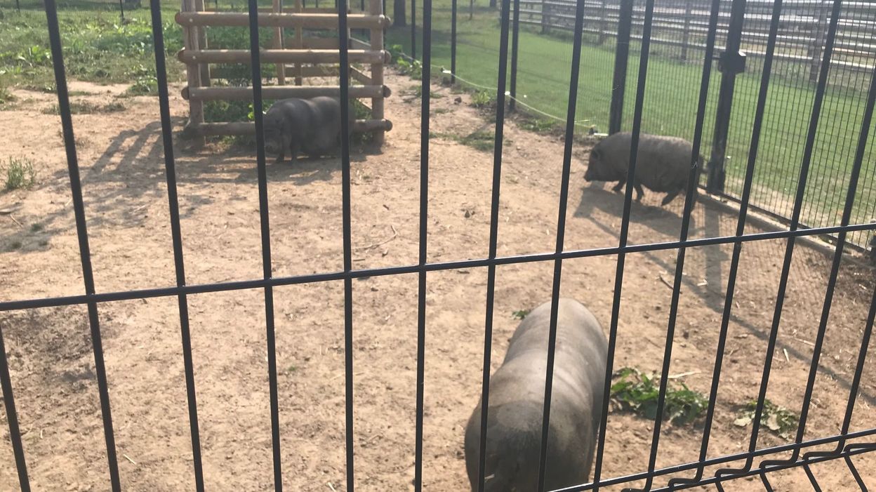 BraineleChâteau un refuge pour les animaux de ferme