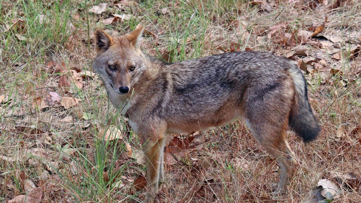 Un Nouveau Predateur Se Rapproche De La Belgique Le Chacal Dore