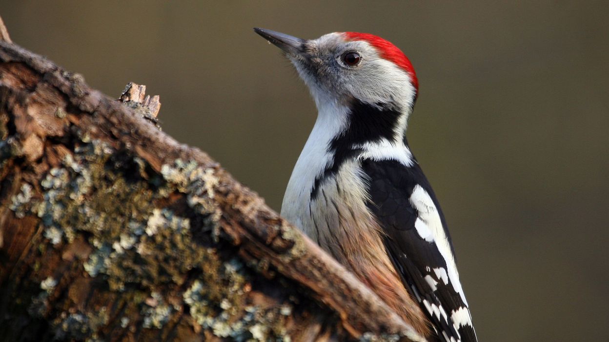 Toujours plus d oiseaux en voie de disparition: "Nous sommes dans Toujours plus d oiseaux en voie de disparition: "Nous sommes dans