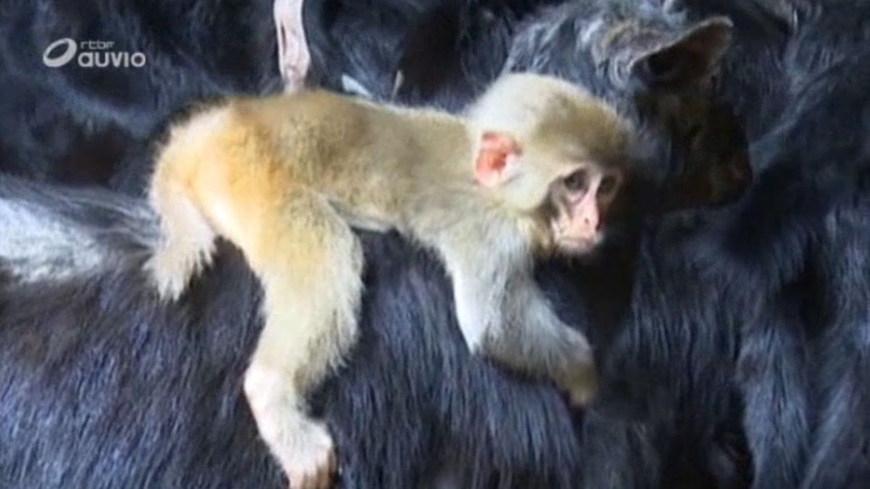 Chine Ce Petit Singe A Adopte Une Chevre Video