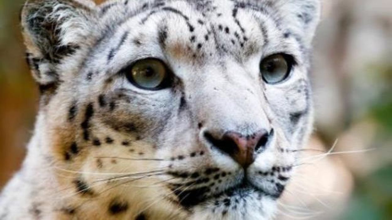 A La Recherche De La Panthere Des Neiges Panthère des neiges: le Monde sauvage d'Aywaille à l'amende