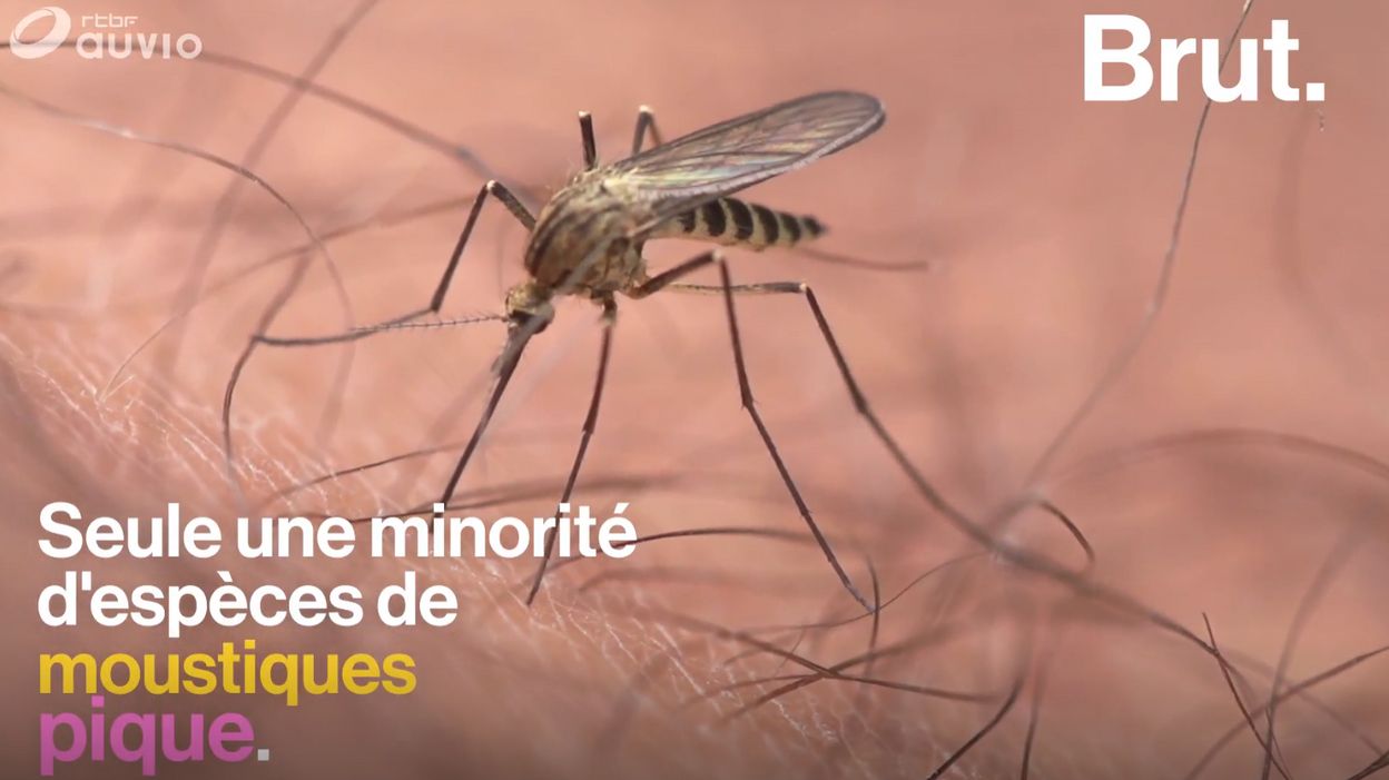 Mais pourquoi les moustiques piquentils Mais pourquoi les moustiques piquentils