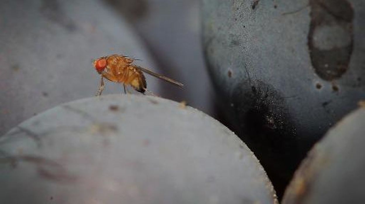 une espece invasive de moucherons inquiete chercheurs et agriculteurs
