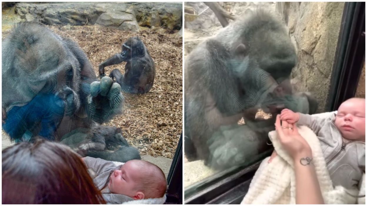 Une Maman Presente Son Bebe A Une Femelle Gorille Et Emeut La Toile