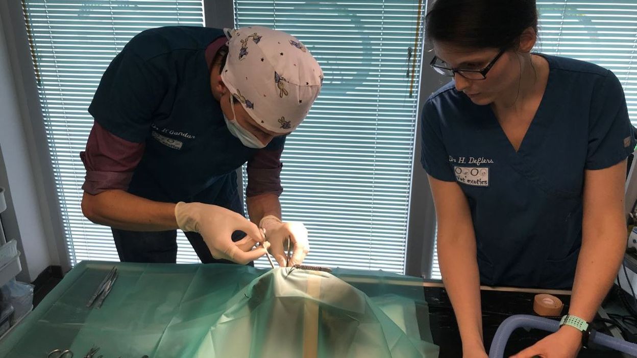 Une clinique vétérinaire réservée aux nouveaux animaux de