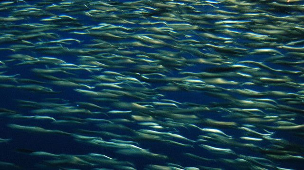 qualit 233 des anchois les produits les moins cher ne font qualit 233 des anchois les produits les moins cher ne font