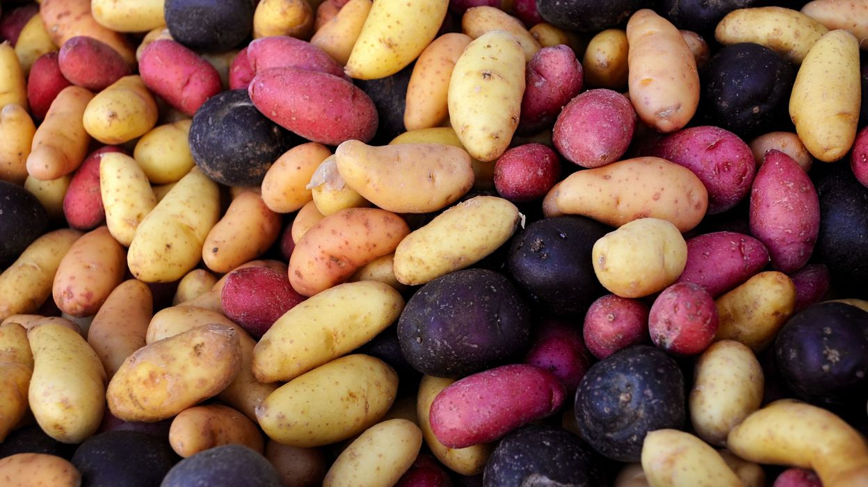 Patate Fayot C'est Le Regime De La Colo