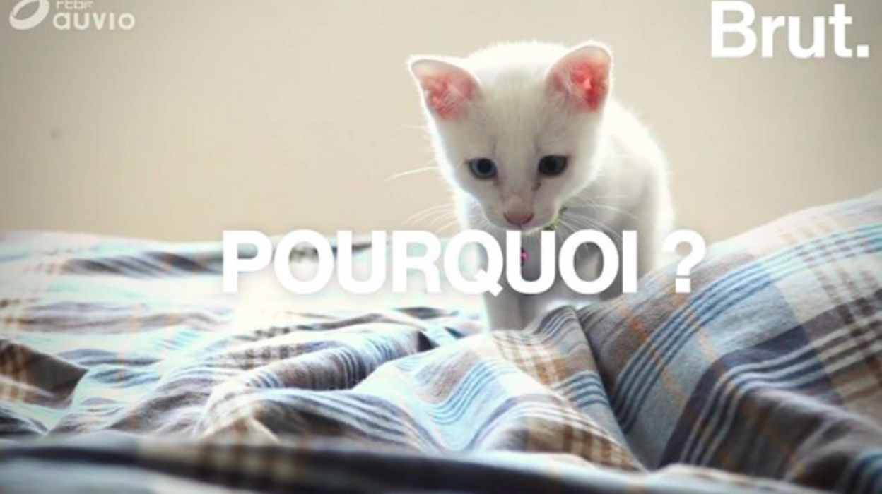 Vous Avez Un Chat Blanc Il Est Probablement Sourd