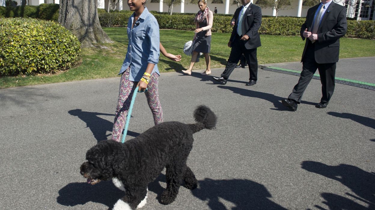 Mise En Garde Pas Dœufs En Chocolat Pour Les Chiens