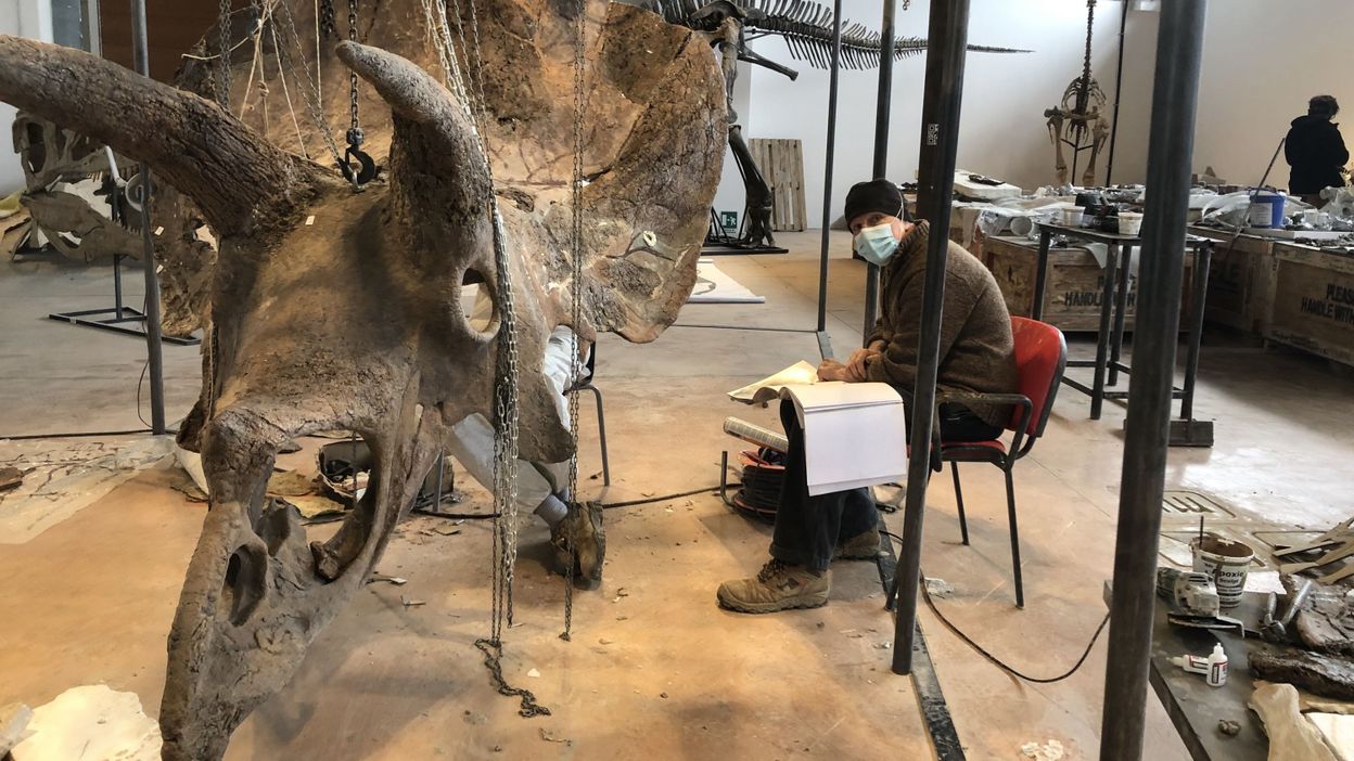 Big John, the largest triceratops in the world, reconstructed in Italy - Newsy Today
