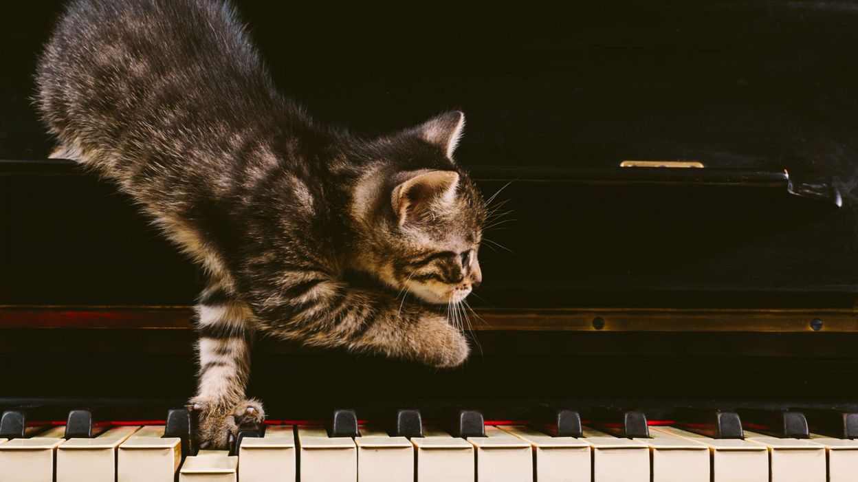 Quand Un Chat Vole La Vedette A Un Orchestre Lors D Un Concert A Istanbul