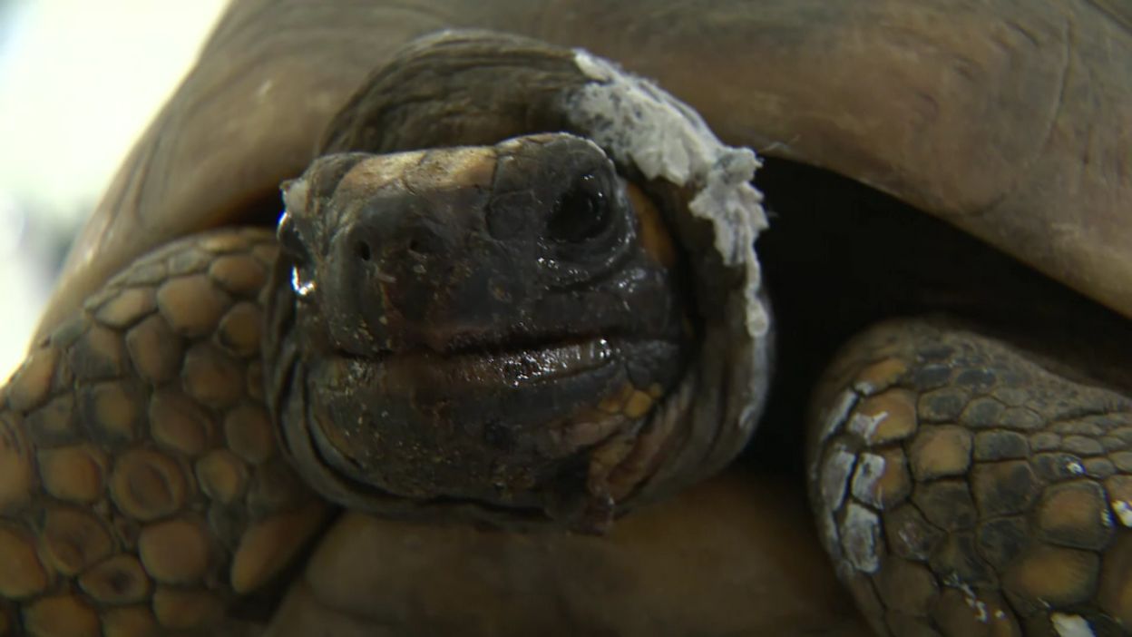 Amazonie Les Animaux De La Forêt Aussi Sont Touchés