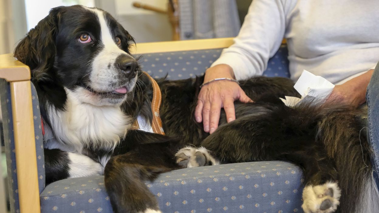 Switch, premier chien policer de soutien émotionnel de Belgique