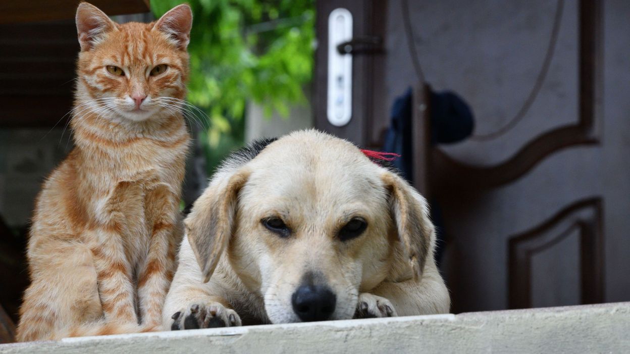 Un Chat Qui Se Blottit Contre Vous Un Chien Qui Hurle On Vous Dit Tout Sur Ces Comportements Etranges