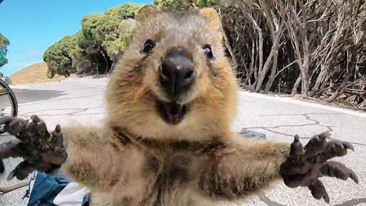 Le Quokka L Animal Le Plus Heureux Du Monde