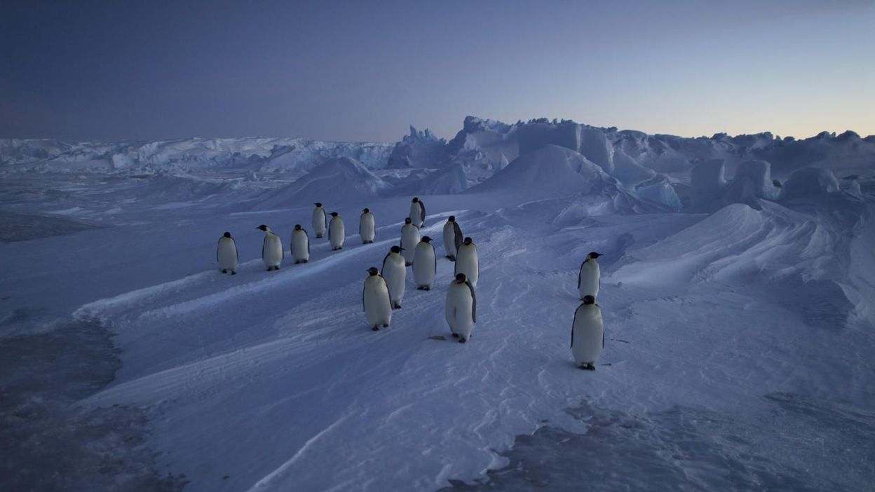 Antarctica Sur Les Traces De L Empereur Antarctica ! : sur les traces de l'empereur