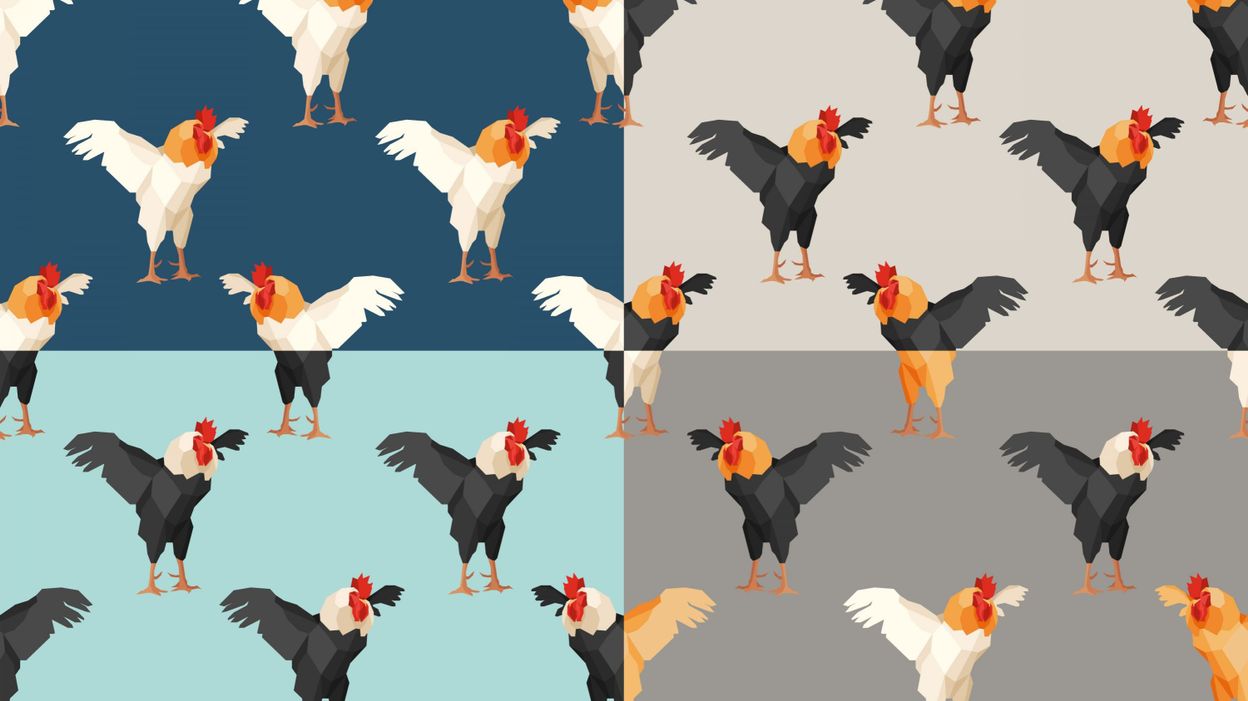 Poules Urbaines Mode D Emploi