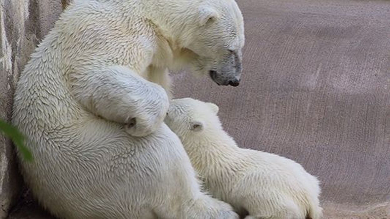 Video Exclusive Rare Naissance D Un Ourson Polaire Au Zoo De Mulhouse