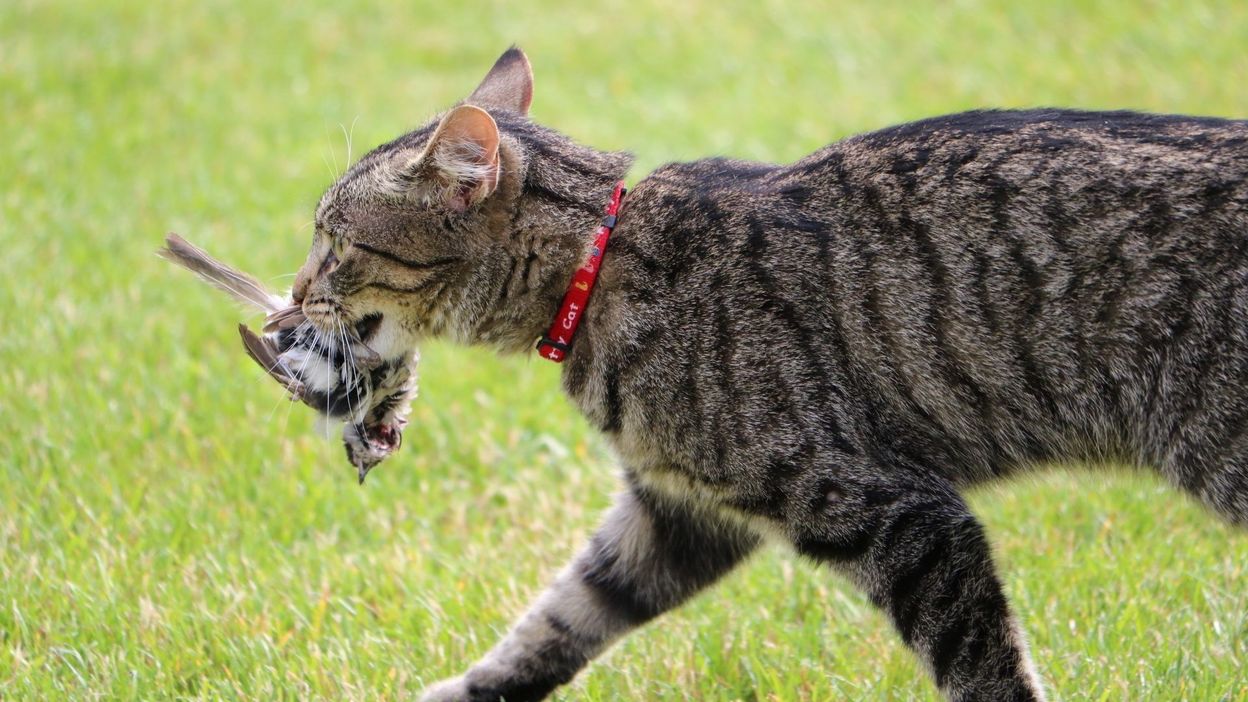 Comment Pousser Son Chat A Tuer Moins D Animaux Sauvages Son Regime Alimentaire Pourrait Aider