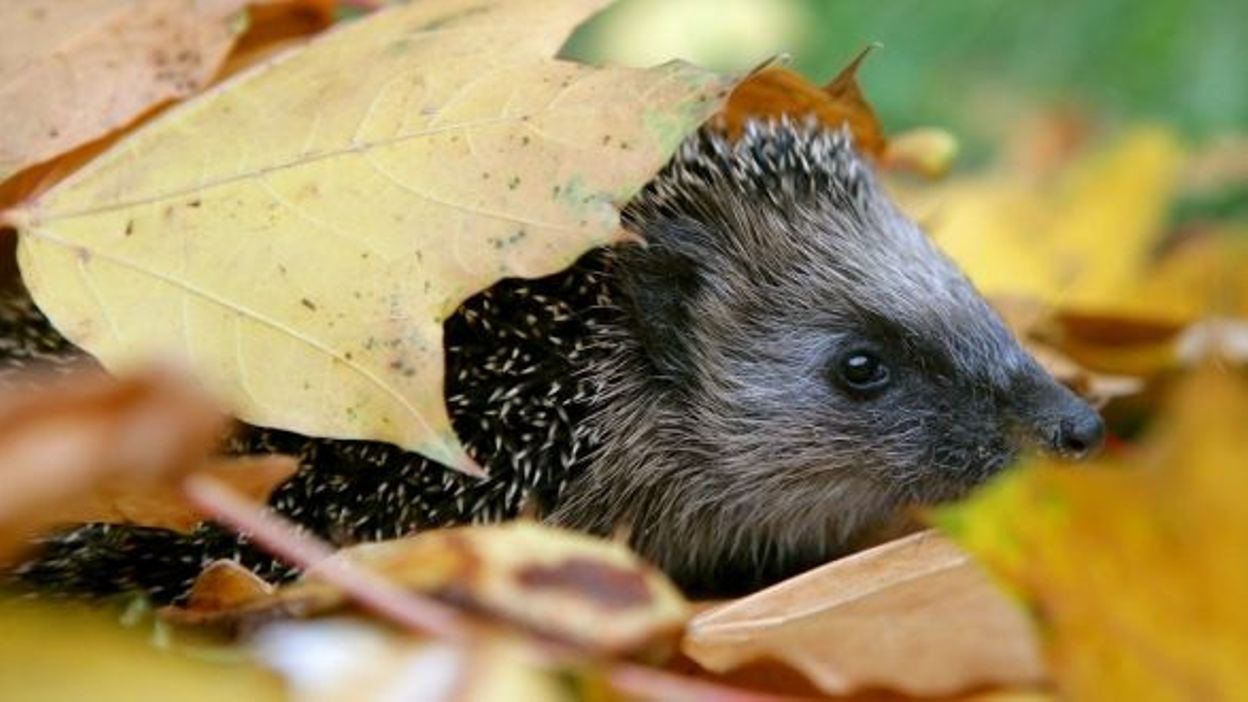 Le Temps Doux Perturbe Lhibernation Danimaux