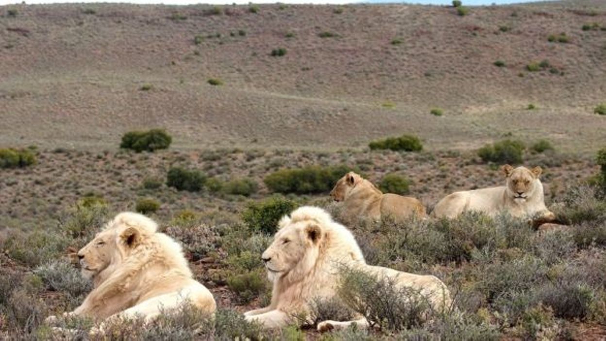 Un Lion Blesse Une Belge En Afrique Du Sud