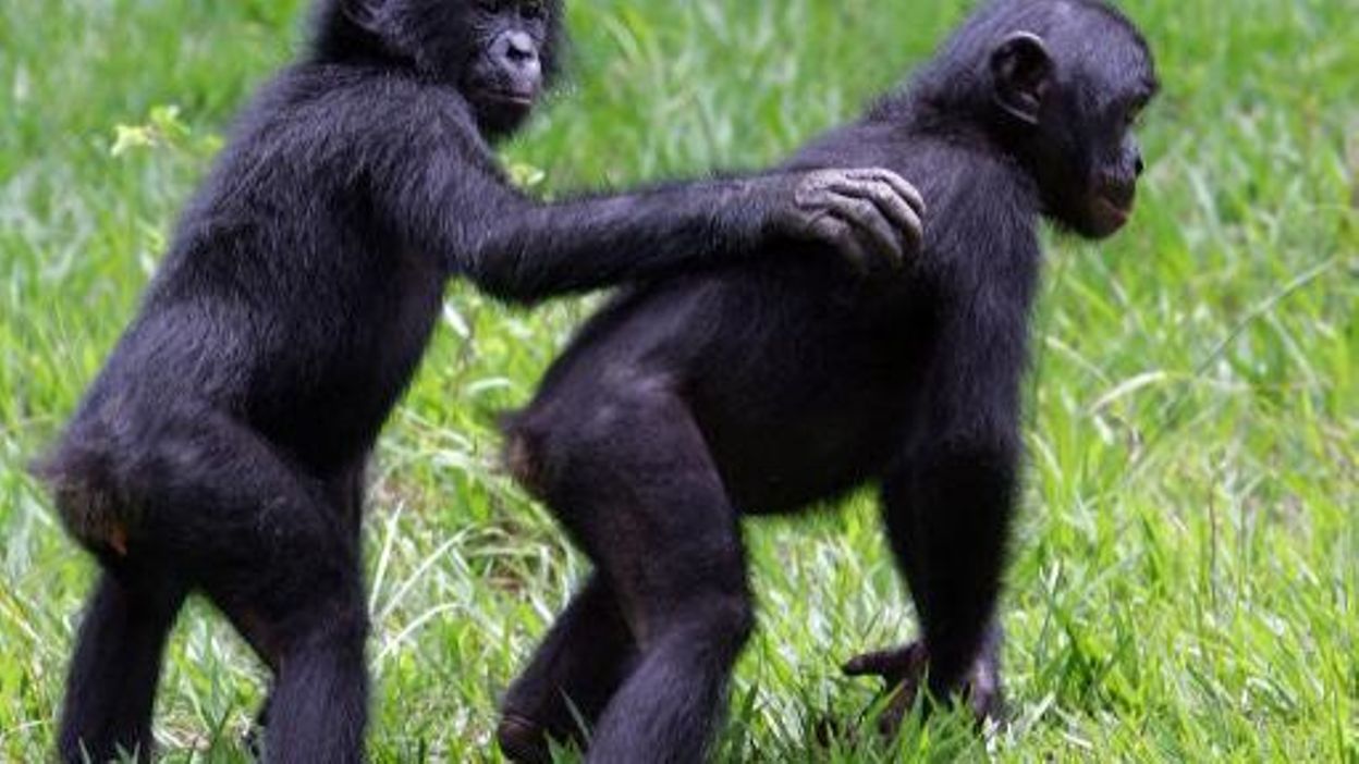 Les jeunes bonobos se réconfortent entre eux comme les enfants