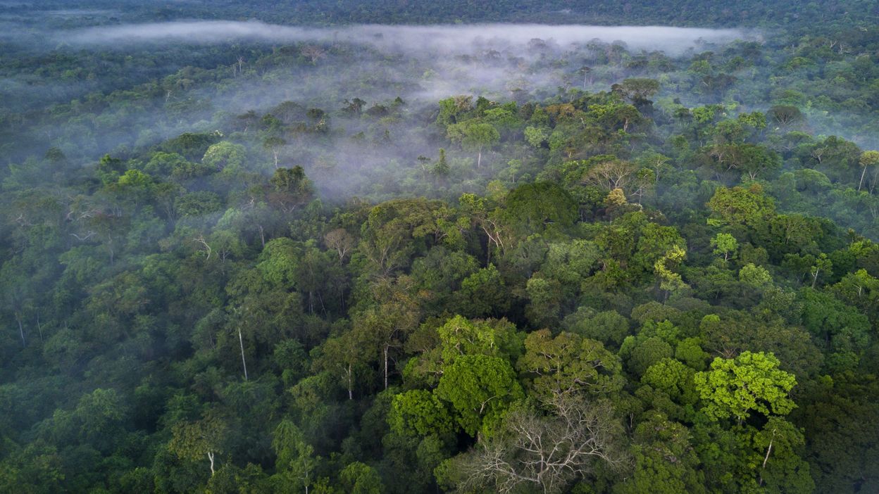 Avec le réchauffement climatique, les forêts tropicales pourraient