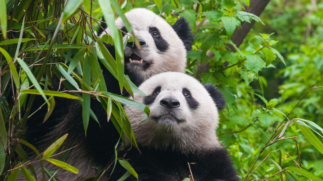 la-population-de-pandas-grandit-pas-leur-territoire