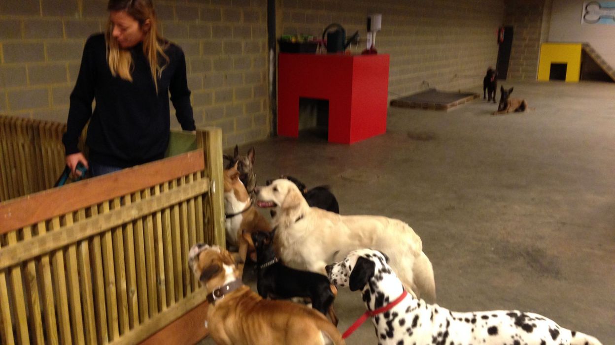Braine-l'Alleud: la crèche pour chiens Braine-l'Alleud: la crèche pour chiens