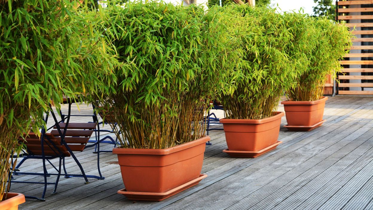 Des bambous  en bac pour habiller votre terrasse en hiver