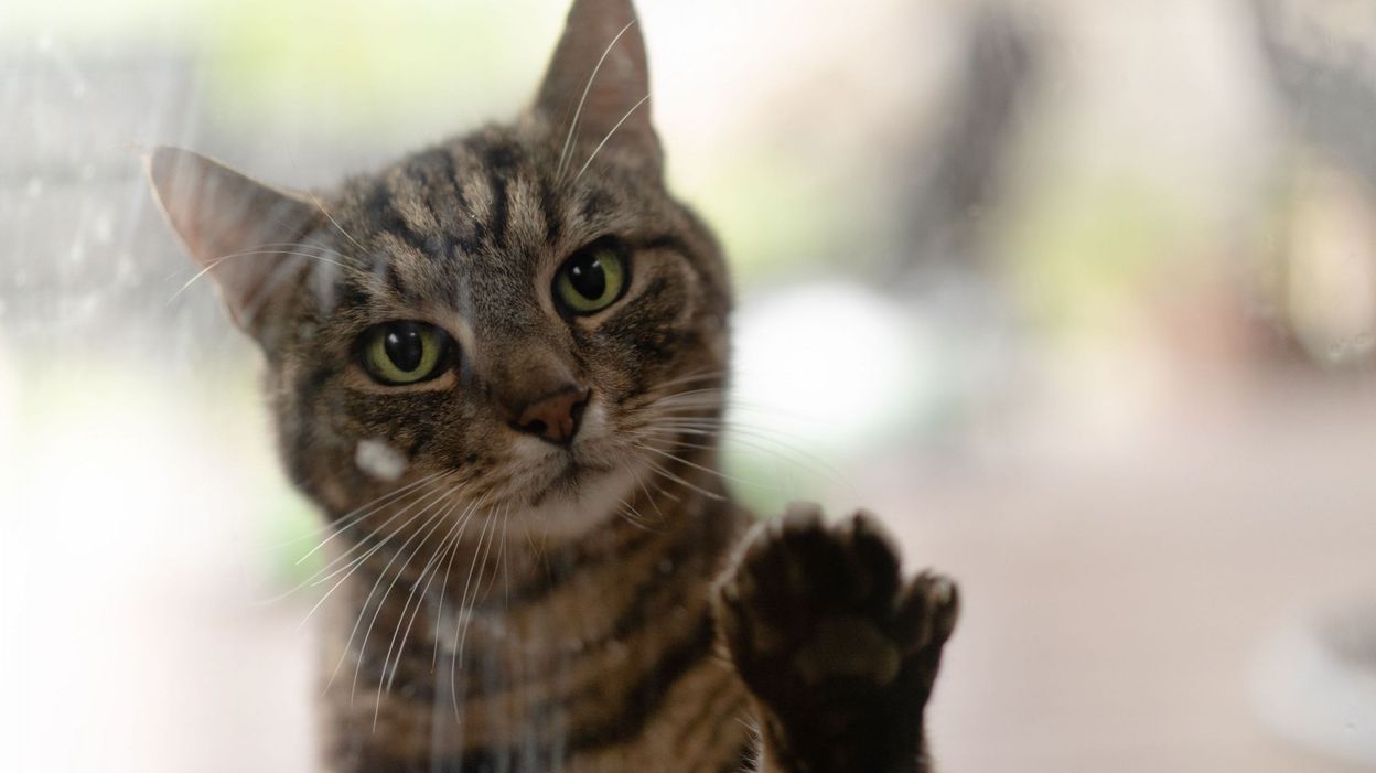 Une Grille De Protection Pour Fenetres Oscillo Battantes Peut Sauver La Vie De Votre Chat