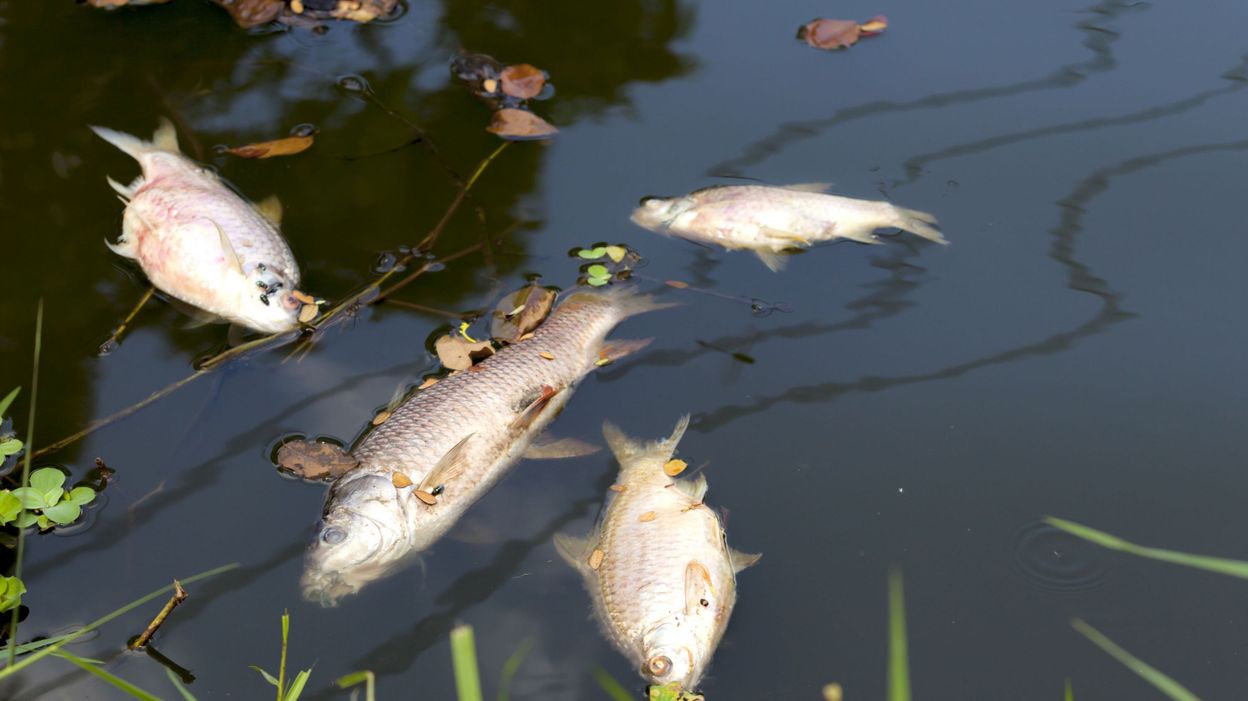 Des nombreux poissons sont morts dans l'Escaut et la Dendre par manque