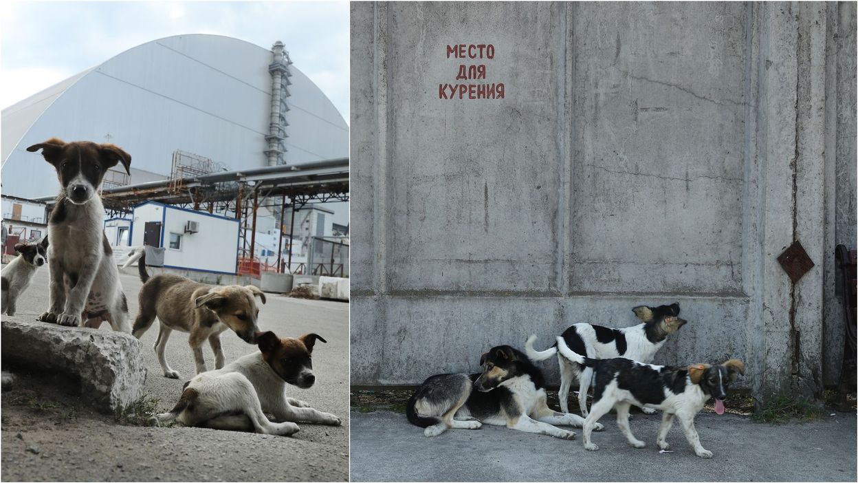 "Dogs of Tchernobyl", le documentaire qui retrace l'histoire méconnue