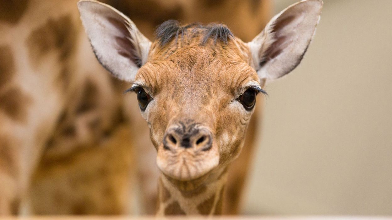 Naissance D Un Girafon A Planckendael Avec Un Coeur Sur La Fesse