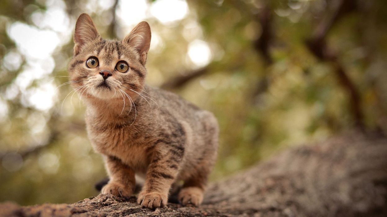 Mon Chat Ne Rentre Pas Que Faut Il Faire En Cas De Disparition