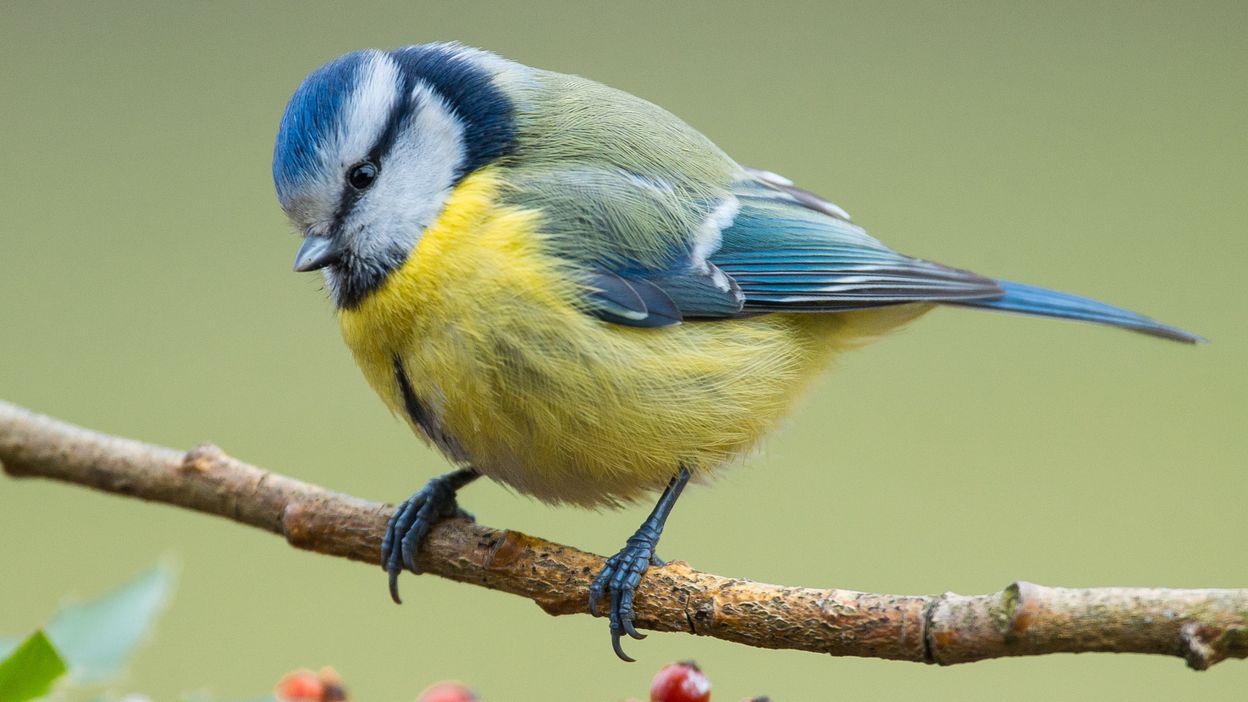 Est-ce bon de nourrir les oiseaux ?