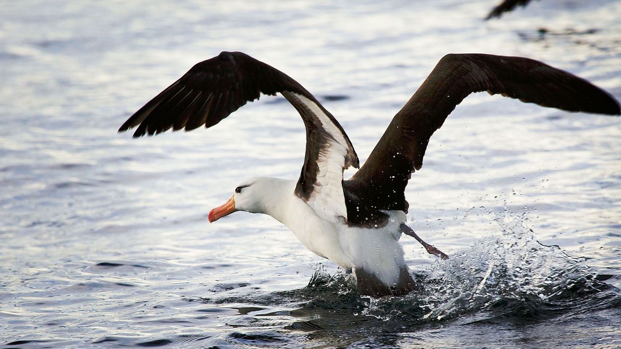 Un Albatros à Sourcils Noirs Observé Pour La Première Fois