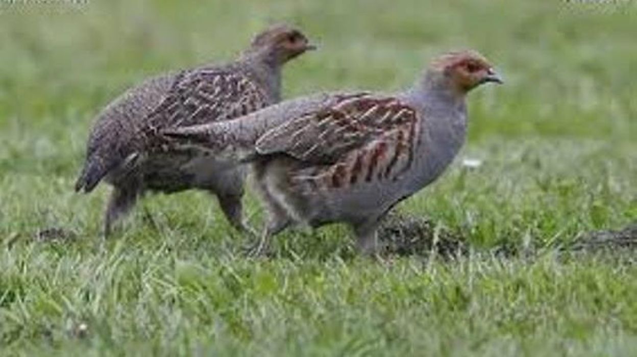 Declin De La Perdrix Grise Et De La Sarcelle D Hiver