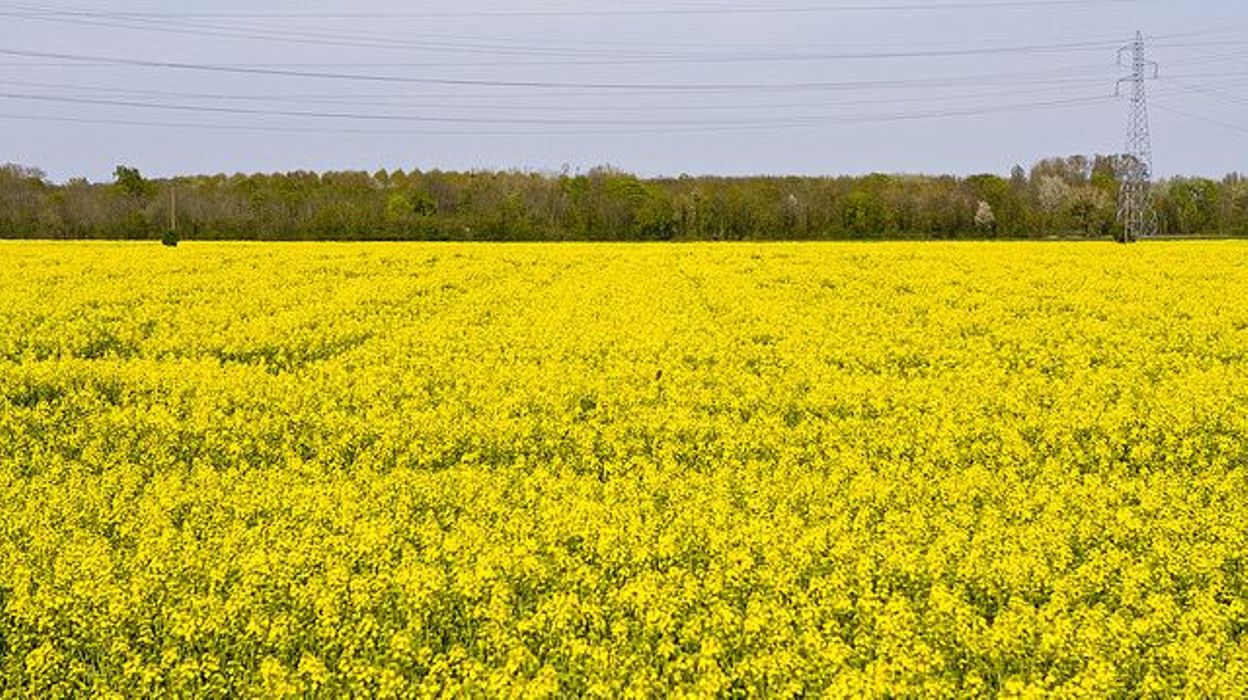 Les fleurs de moutarde pour lutter contre le nitrate