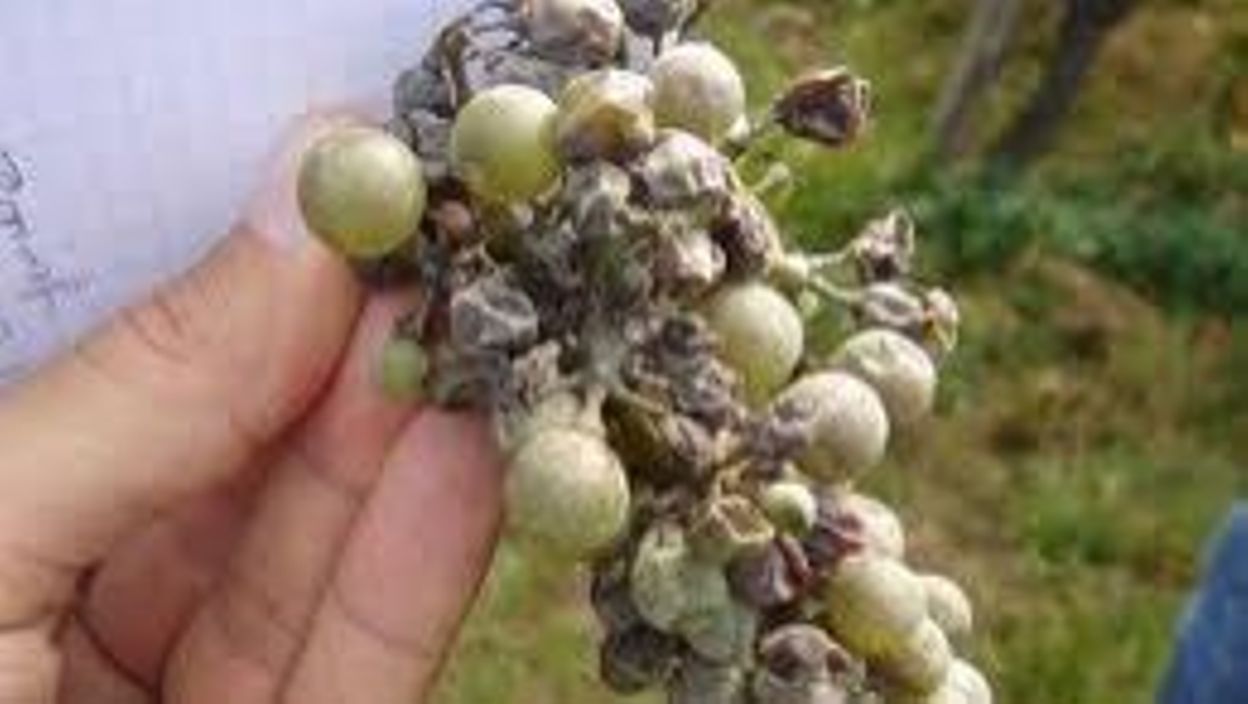 l'oïdium de la vigne l'oïdium de la vigne