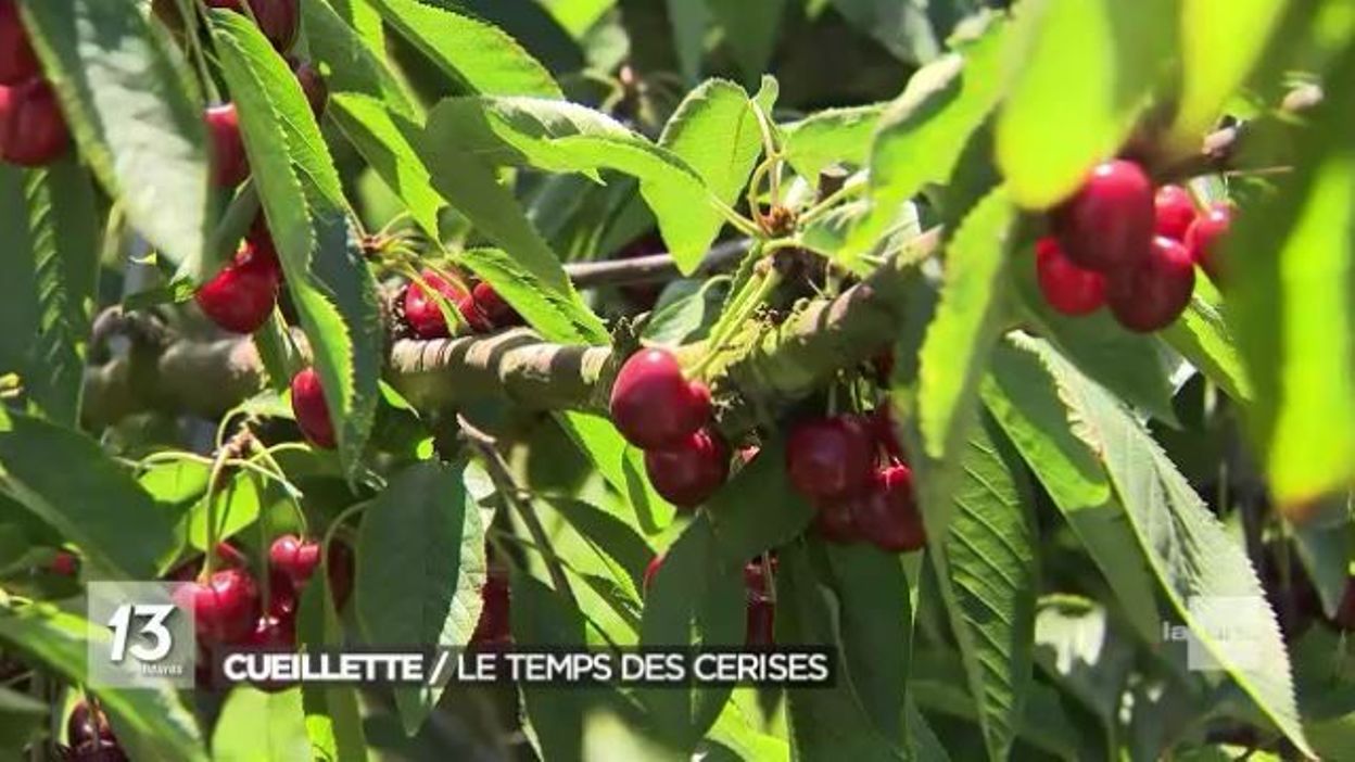 La Cueillette Des Cerises A Débuté Celle Des Asperges Se Termine 