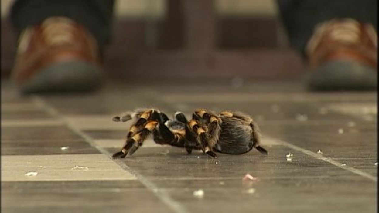 Les NAC, Nouveaux animaux de compagnie