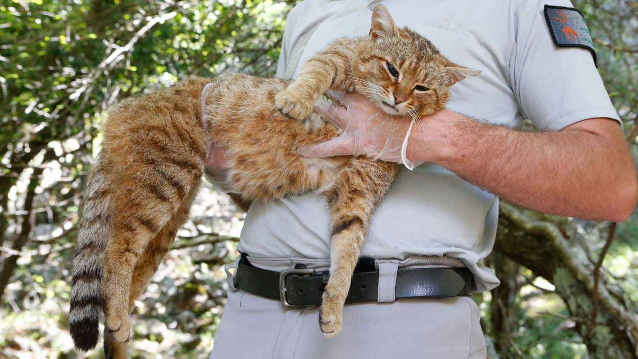 Sur Les Traces Du Chat Renard Probable Nouvelle Espèce De