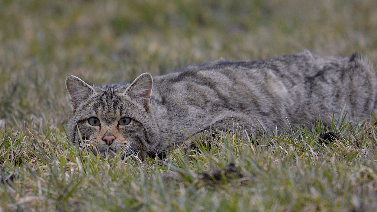 Biodiversite Il Faut Steriliser Le Chat Domestique Pour Proteger Son Cousin Sauvage