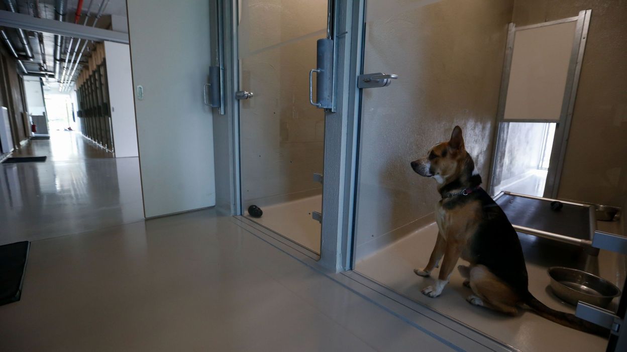 Coronavirus en Belgique les refuges et pensions pour