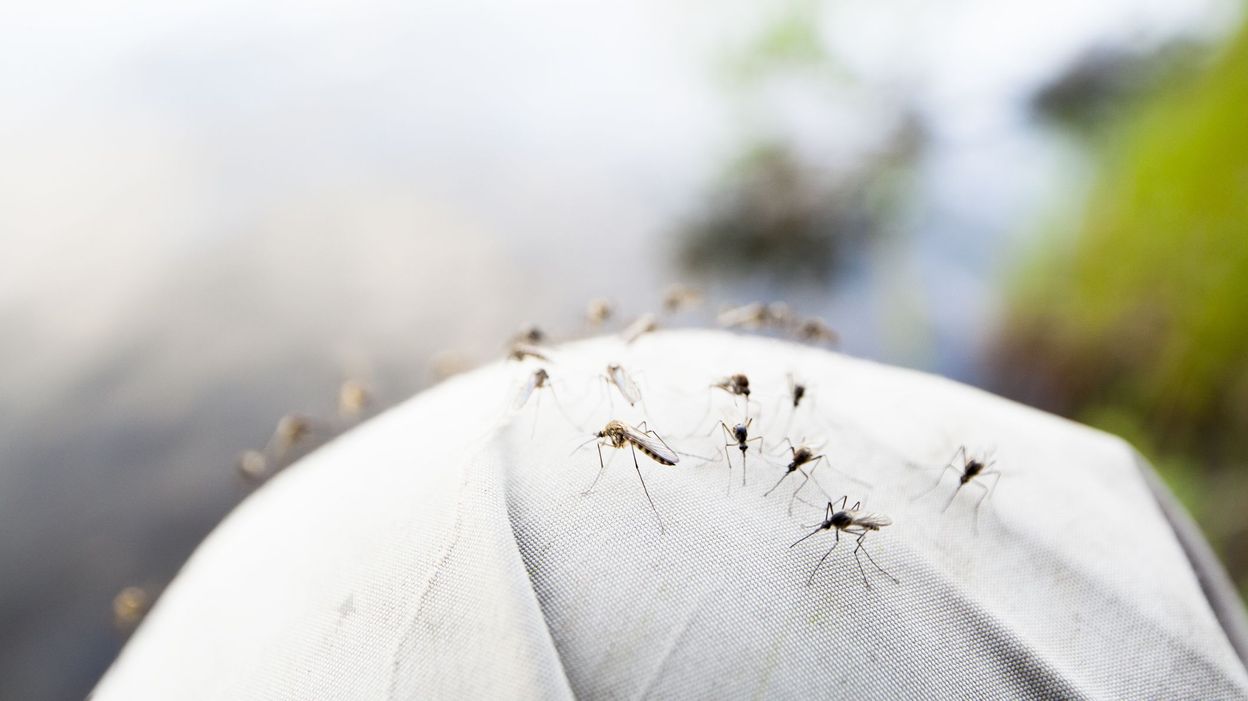 La Résistance Des Moustiques Aux Insecticides Corrigé