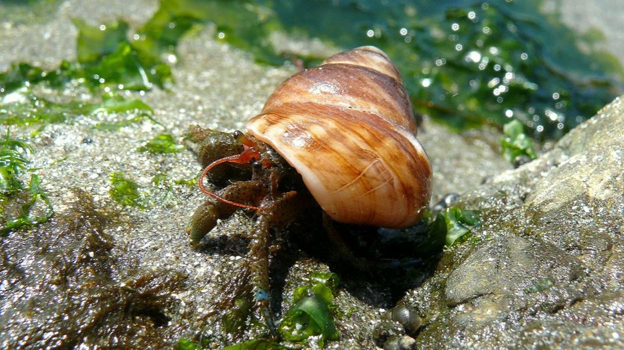 Les bernardl'ermite du Sea Life de Blankenberge logés dans des Les bernardl'ermite du Sea Life de Blankenberge logés dans des