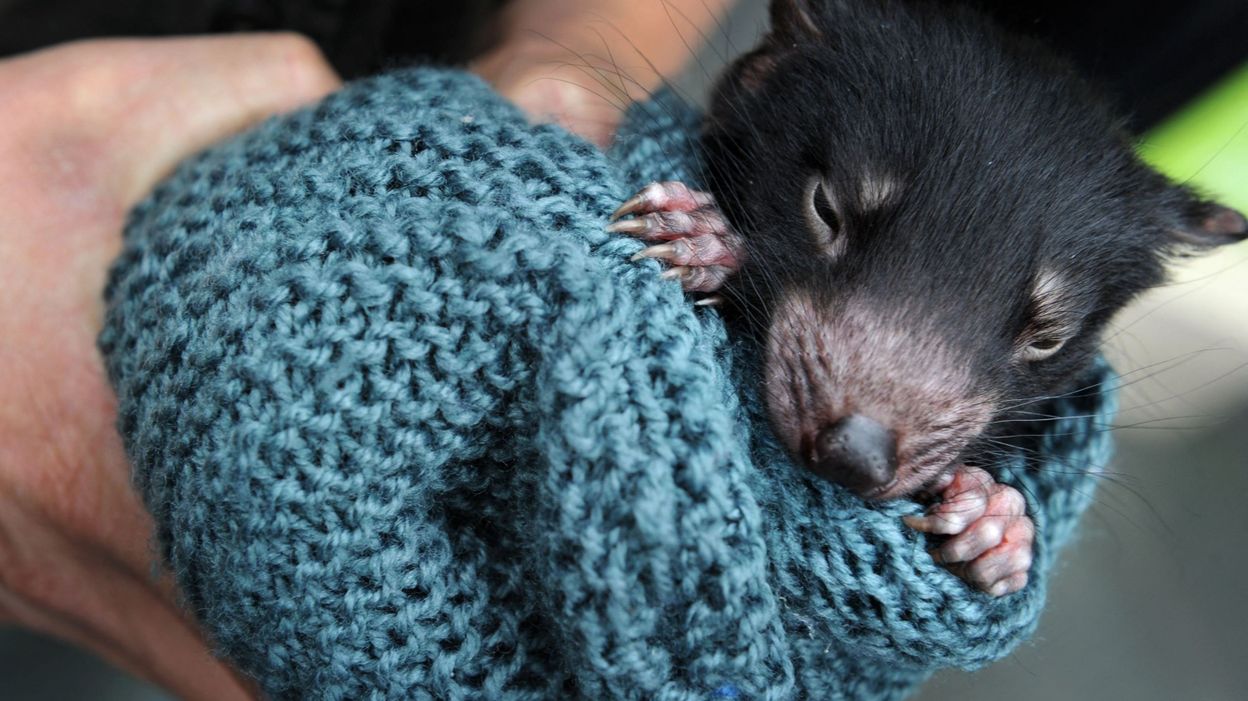 Diable De Tasmanie Premiere Naissance Depuis 3000 Ans De Bebes Sauvages En Australie Continentale