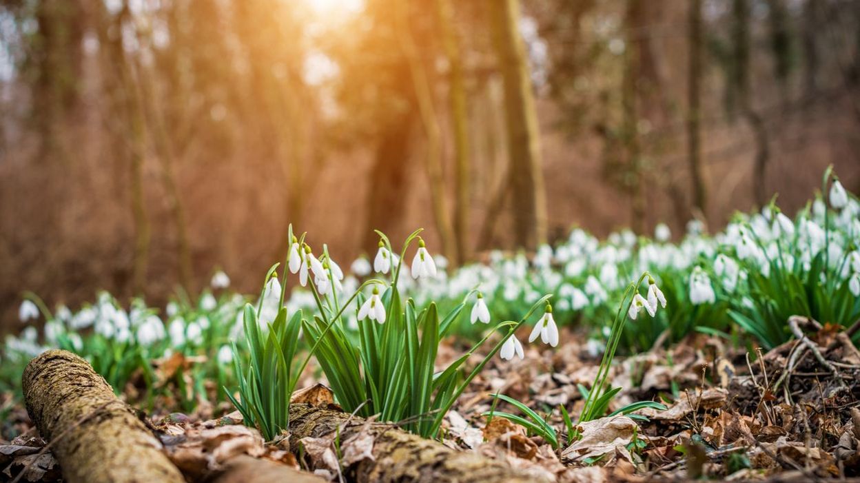 Les Milliers De Perce Neige Du Jardin De Brigitte
