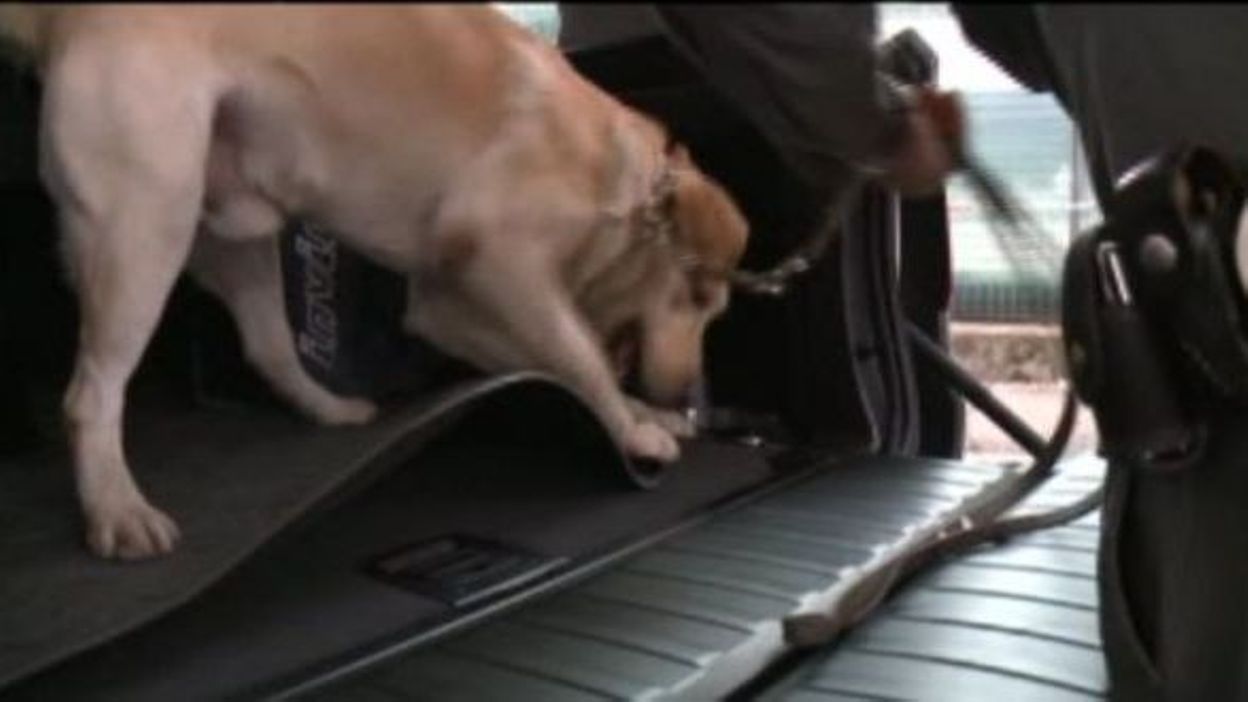 BILLET 1 MILLION DOLLAR Le LABRADOR Série CHIENS Animaux retriever